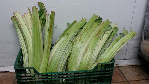 Nuevos Productos de Temporada